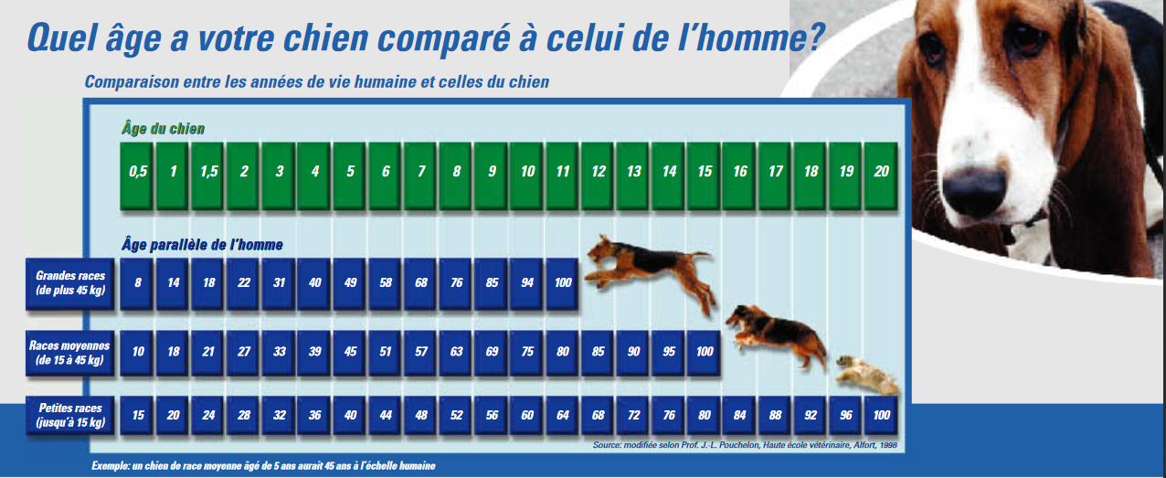 Age chien homme